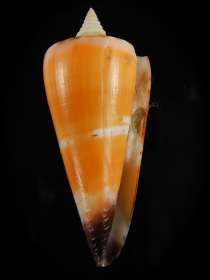 Strategoconus krabiensis 46.13 mm Gem-61961
