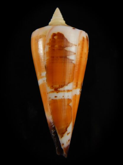 Strategoconus krabiensis 46.13 mm Gem-61962