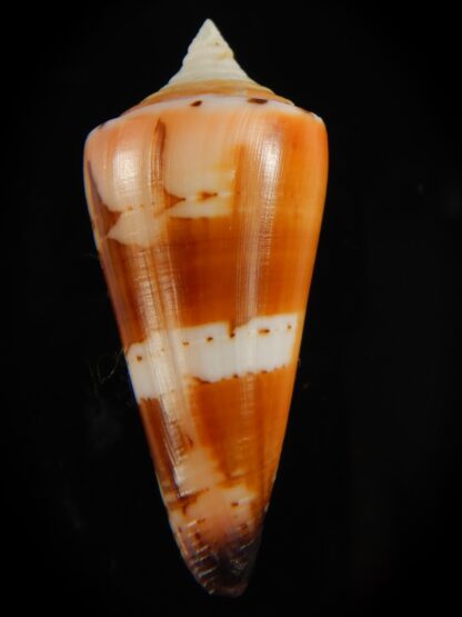 Strategoconus krabiensis 46.61 mm Gem-61968