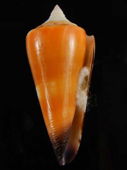 Strategoconus krabiensis 46.61 mm Gem-61971