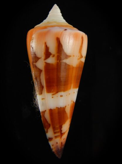 Strategoconus krabiensis 46.61 mm Gem-61969