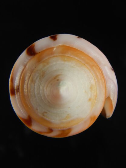 Strategoconus krabiensis 46.61 mm Gem-61970