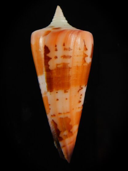 Strategoconus krabiensis 44.42 mm Gem-61951