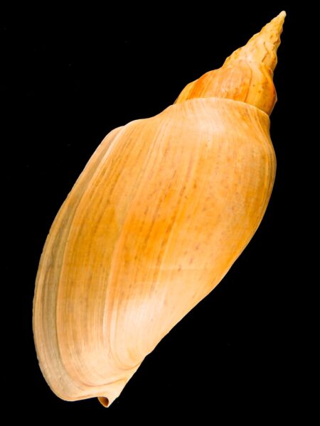 Adelomelon beckii beckii 36,20 mm Gem-0