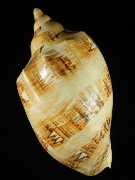 Cymbiola magnifica ... 238.0 mm Gem-0