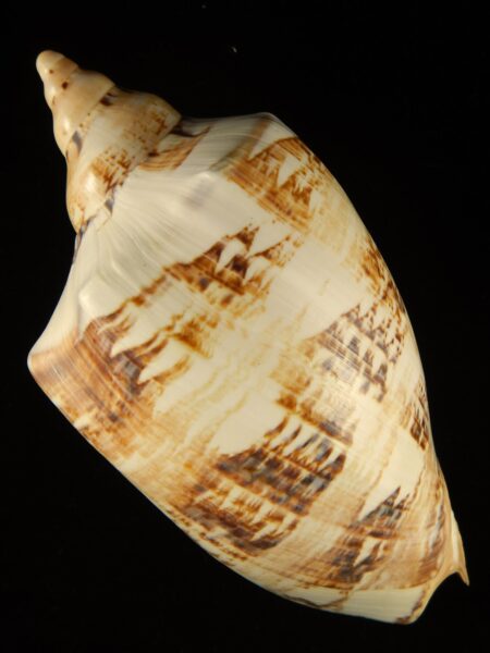 Cymbiola magnifica ... 235.0 mm Gem-0