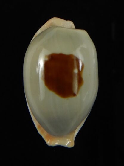 Talostolida brevidentata fluctuans 24.15 mm Gem -62753