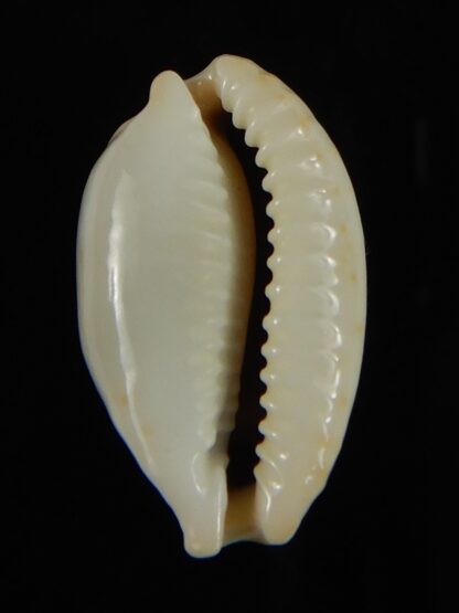 Talostolida brevidentata fluctuans 24.15 mm Gem -62755