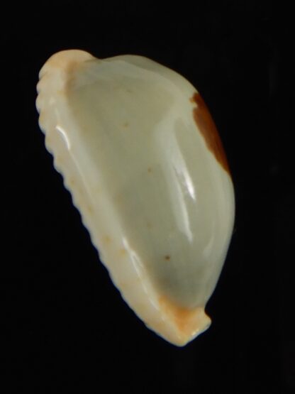 Talostolida brevidentata fluctuans 24.15 mm Gem -62754