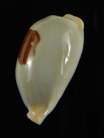 Talostolida brevidentata fluctuans 24.15 mm Gem -62757