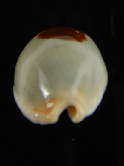 Talostolida brevidentata fluctuans 24.15 mm Gem -62756