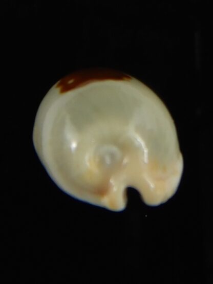 Talostolida brevidentata fluctuans 24.15 mm Gem -62759