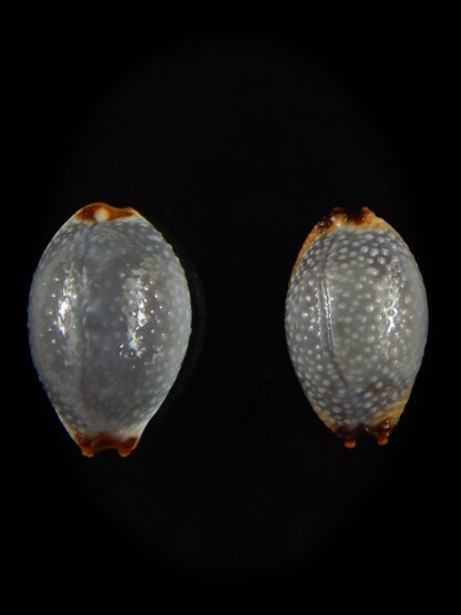 Staphylaea staphilaea consobrina 18.91 - 17.33 mm Gem-62739