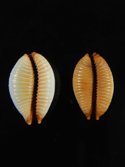 Staphylaea staphilaea consobrina 18.91 - 17.33 mm Gem-62742