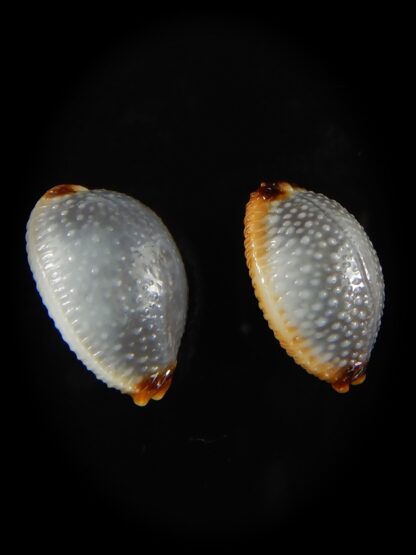 Staphylaea staphilaea consobrina 18.91 - 17.33 mm Gem-62741