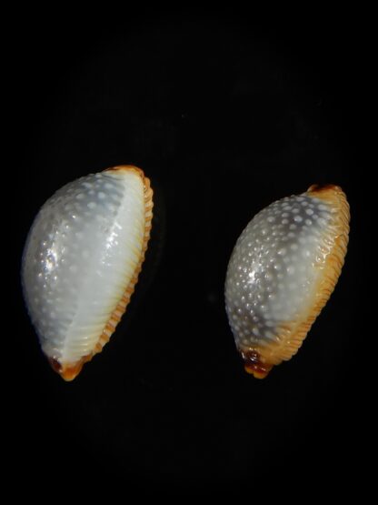 Staphylaea staphilaea consobrina 18.91 - 17.33 mm Gem-62745