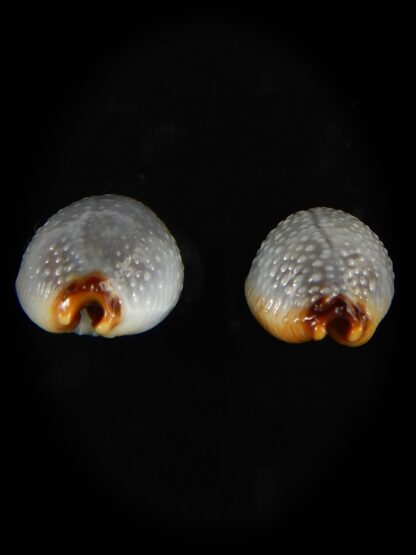 Staphylaea staphilaea consobrina 18.91 - 17.33 mm Gem-62744