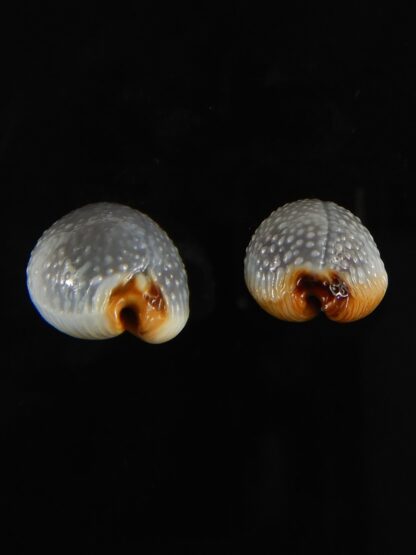 Staphylaea staphilaea consobrina 18.91 - 17.33 mm Gem-62743