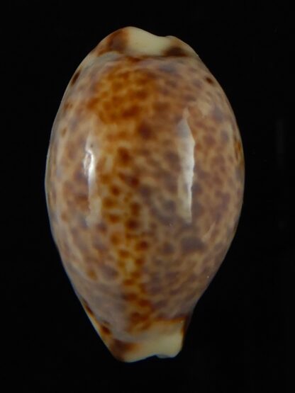 Lyncina lynx ... SP pattern ... 28.67 mm Gem-62697