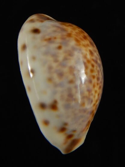 Lyncina lynx ... SP pattern ... 28.67 mm Gem-62699