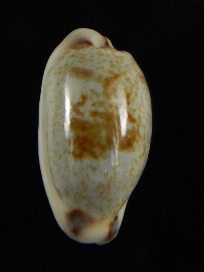 Erronea cylindrica sowerbeyana montebella 23.72 mm Gem-62620