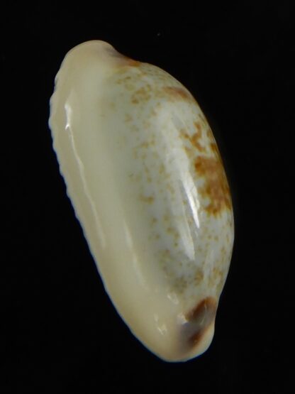 Erronea cylindrica sowerbeyana montebella 23.72 mm Gem-62623