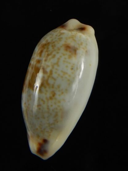 Erronea cylindrica sowerbeyana montebella 23.72 mm Gem-62626