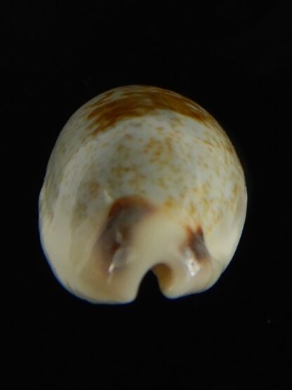 Erronea cylindrica sowerbeyana montebella 23.72 mm Gem-62624