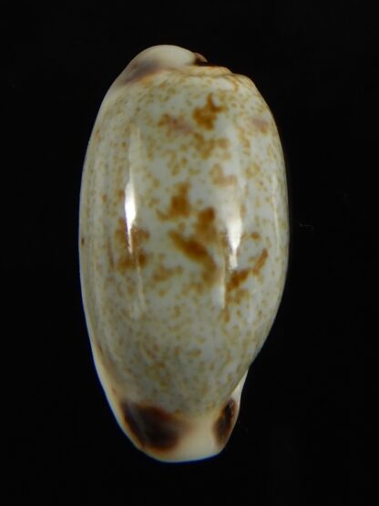 Erronea cylindrica sowerbeyana montebella 25.30 mm Gem-62634