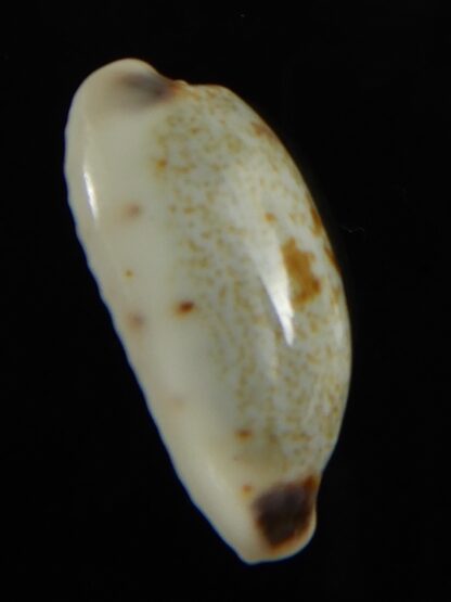 Erronea cylindrica sowerbeyana montebella 25.30 mm Gem-62640