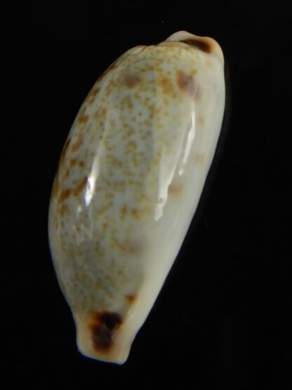 Erronea cylindrica sowerbeyana montebella 25.30 mm Gem-62639