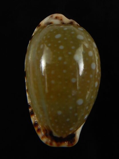 Naria labrolineata nashi .. very fat ... 25.53 mm Gem-62725