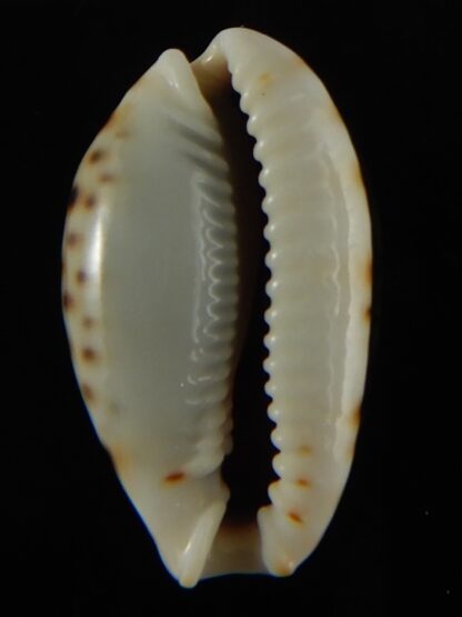 Naria labrolineata nashi .. very fat ... 25.53 mm Gem-62727