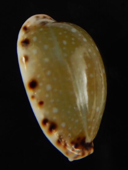 Naria labrolineata nashi .. very fat ... 25.53 mm Gem-62729