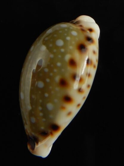 Naria labrolineata nashi .. very fat ... 25.53 mm Gem-62730