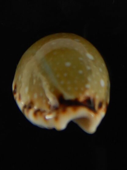 Naria labrolineata nashi .. very fat ... 25.53 mm Gem-62731