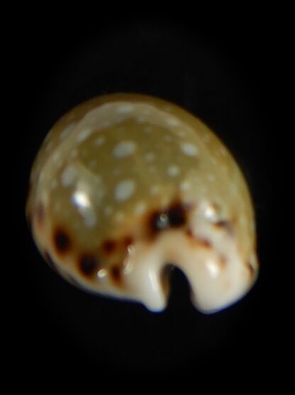 Naria labrolineata nashi .. very fat ... 25.53 mm Gem-62726