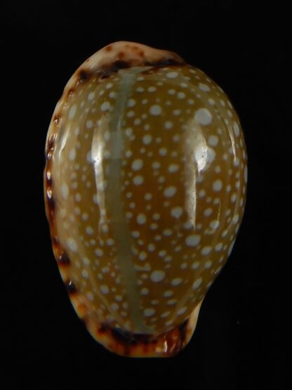 Naria labrolineata nashi .. very fat ... 21.75 mm Gem-62711