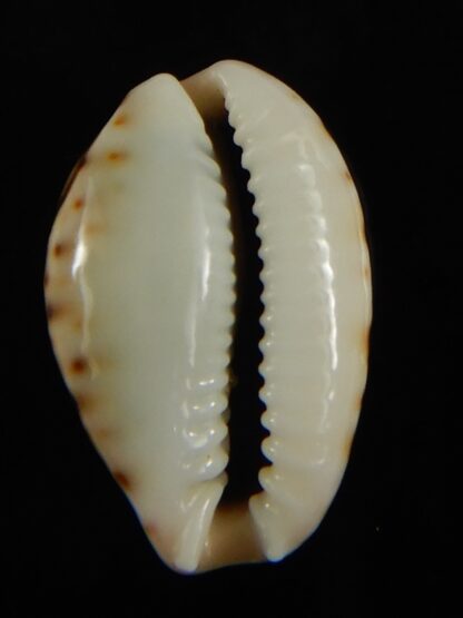 Naria labrolineata nashi .. very fat ... 21.75 mm Gem-62714