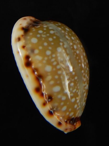 Naria labrolineata nashi .. very fat ... 21.75 mm Gem-62717