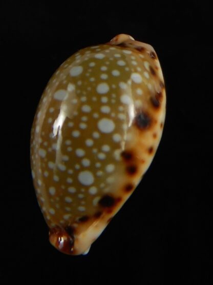 Naria labrolineata nashi .. very fat ... 21.75 mm Gem-62715