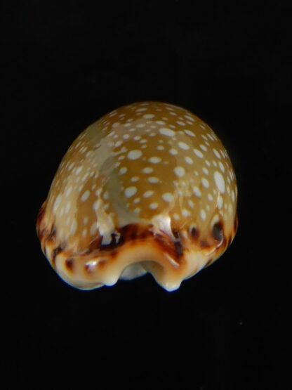 Naria labrolineata nashi .. very fat ... 21.75 mm Gem-62716