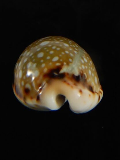 Naria labrolineata nashi .. very fat ... 21.75 mm Gem-62713