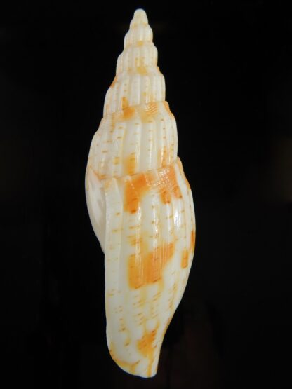 Lyria (Indolyria) leslieboschae 100.44 mm F++-62541