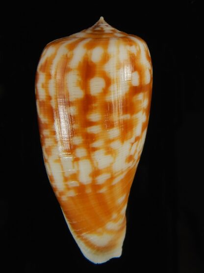 Phasmoconus spectrum filamentosus ... GIANT ... 52 mm Gem -62823