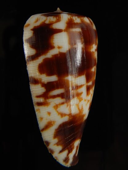 Phasmoconus pica .. GIANT ... 52.84 mm Gem-62816