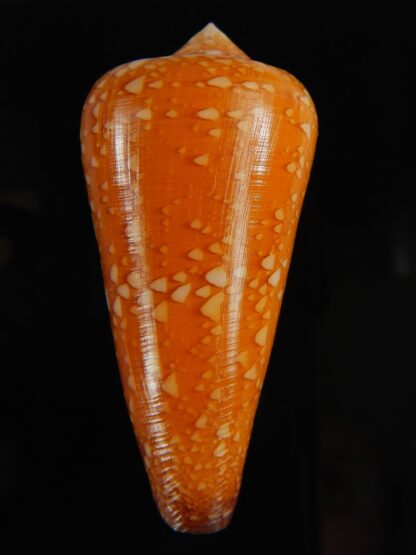 Darioconus crocatus 55.54 mm Gem-62803