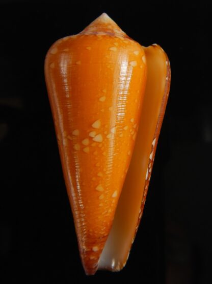 Darioconus crocatus 55.54 mm Gem-62807
