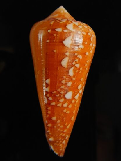Darioconus crocatus 55.54 mm Gem-62804