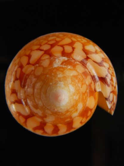 Darioconus crocatus 55.54 mm Gem-62806